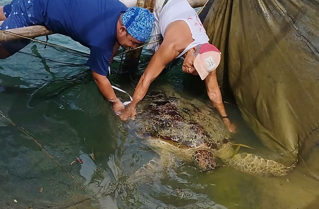 Largest marine turtle rescued in Guimaras - Iloilo Metropolitan Times